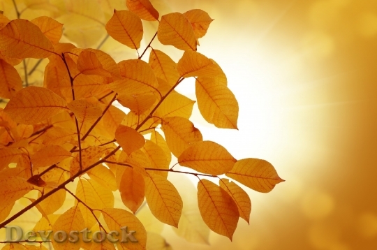 Devostock Background Autumn Leaves Yellow