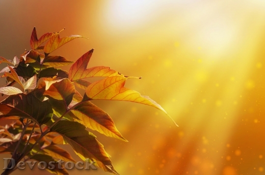 Devostock Background Maple Leaves Autumn