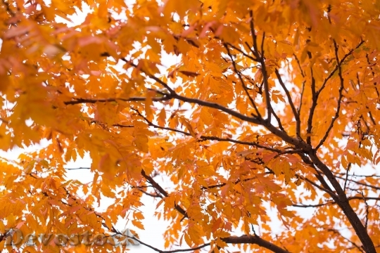 Devostock Background Orange Fall Foliage