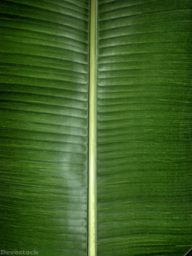 Devostock Banana Leaf Green Nature