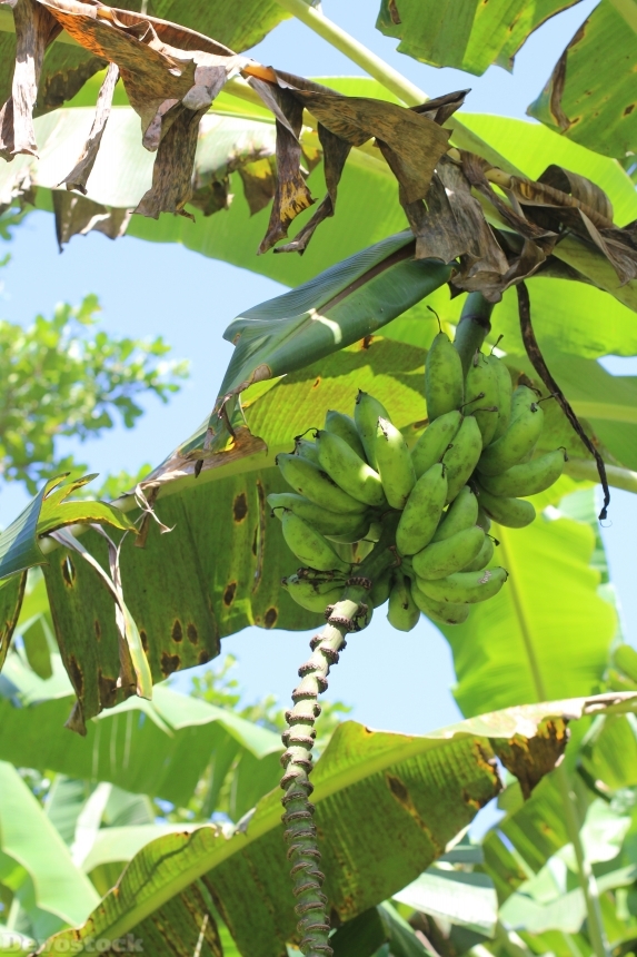 Devostock Banana Plant Gr Tropical