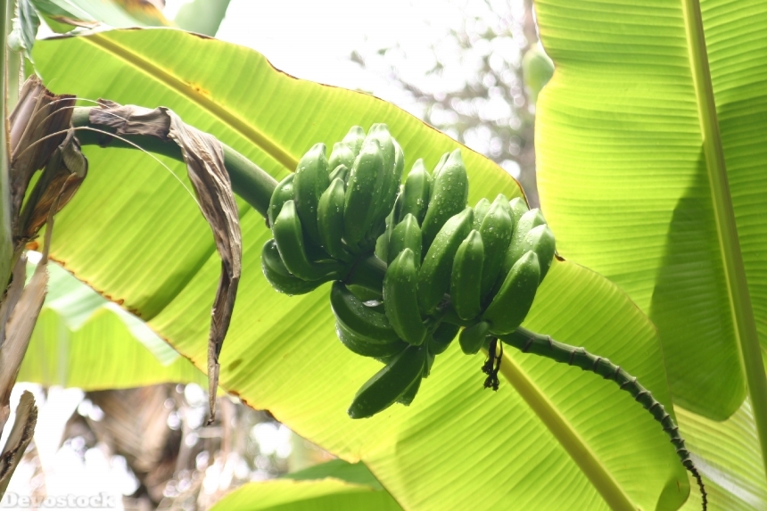 Devostock Bananas Leaves Shrub Plant
