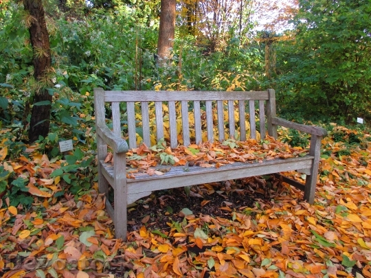 Devostock Bank Park Autumn Leaves