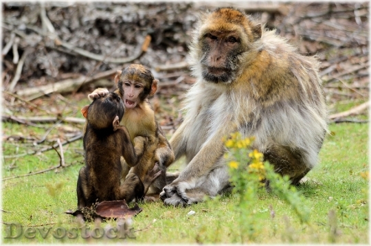 Devostock Barbary Macaque Monkey Baby
