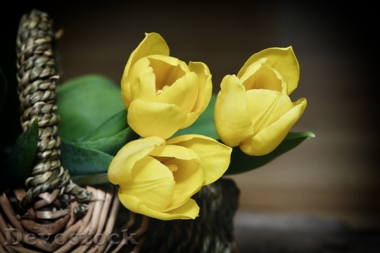 Devostock Basket Flowers Tulips Yellow