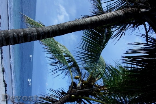 Devostock Beach Palm Tree Sea 0