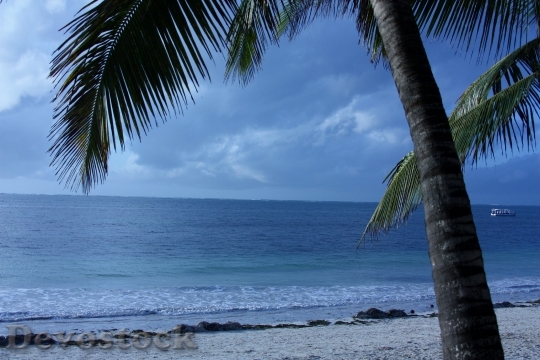 Devostock Beach Palm Tree Sea 1