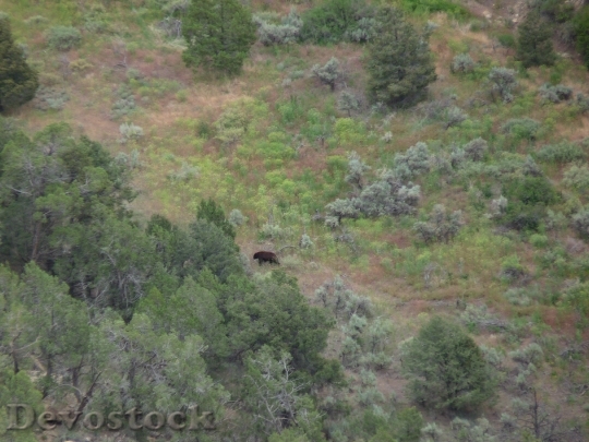 Devostock Bear At Mesa Verde