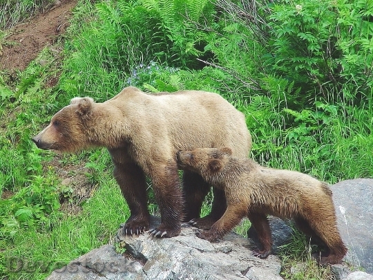 Devostock Bear Cub Alaska Mother