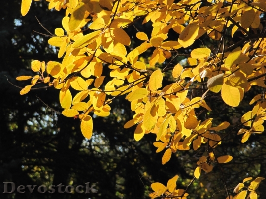 Devostock Beautiful Autumn Yellow Leaves