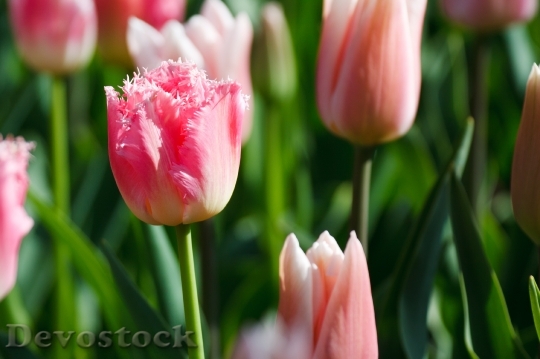 Devostock Beautiful Bloom Blossom Pink