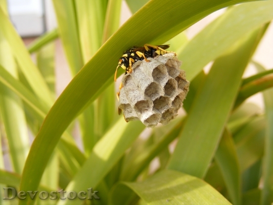 Devostock Bee Nest Insect Home