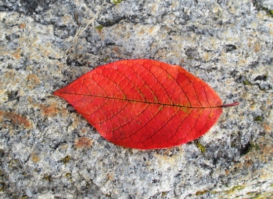 Devostock Beech Autumn Leaf Leaf