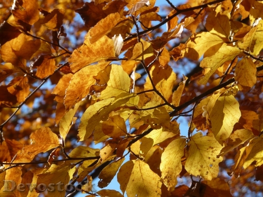 Devostock Beech Beech Leaves Autumn 0