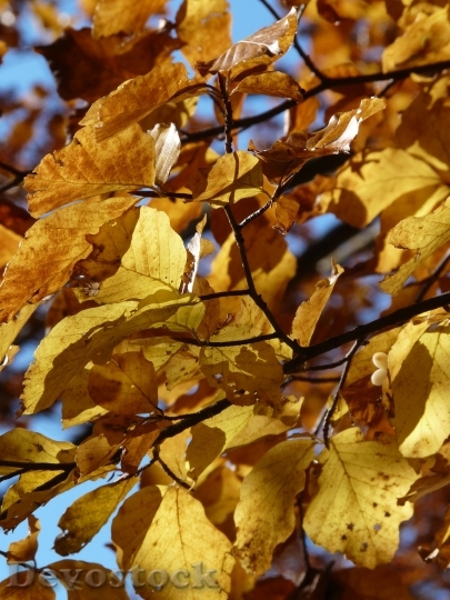 Devostock Beech Beech Leaves Autumn 2