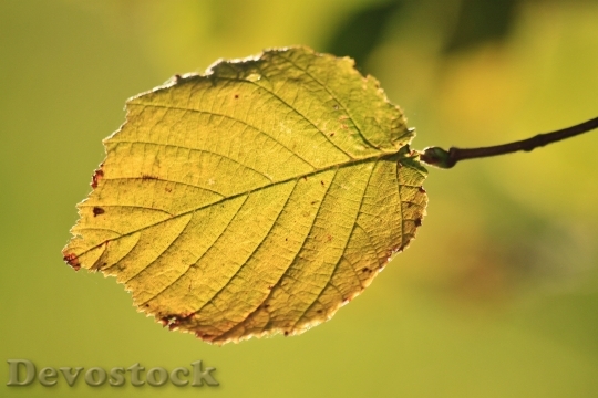Devostock Beech Beech Leaves Fall