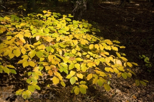 Devostock Beech Beech Leaves Leaves