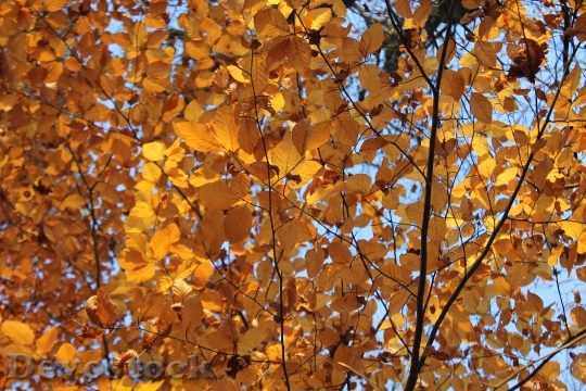 Devostock Beech Brown Autumn Leaves