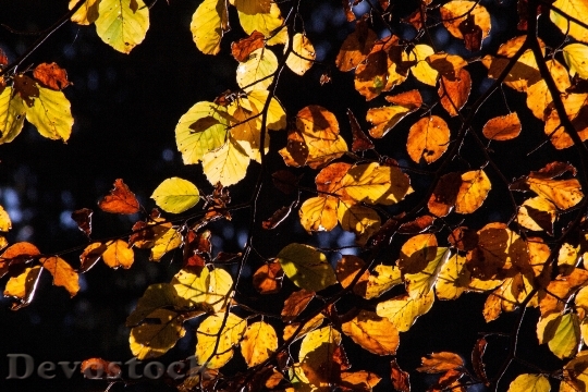 Devostock Beech Forest Autumn Fall