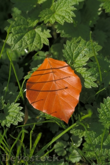 Devostock Beech Leaf Fall Color 0