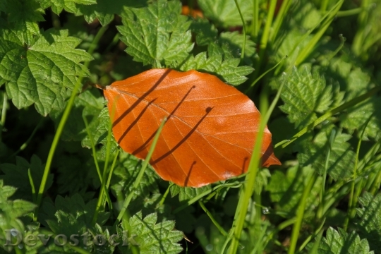Devostock Beech Leaf Fall Color