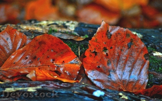 Devostock Beech Leaves Autumn Red