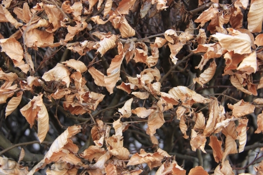 Devostock Beech Leaves Dead Autumn