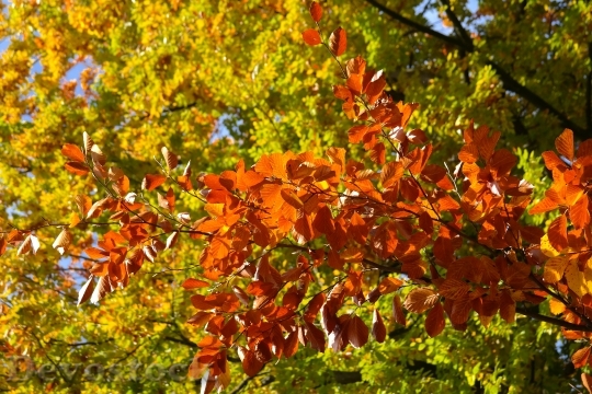 Devostock Beech Leaves Fall Color