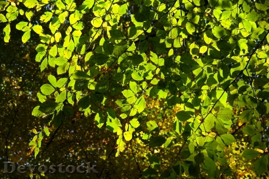 Devostock Beech Leaves Leaves Tree