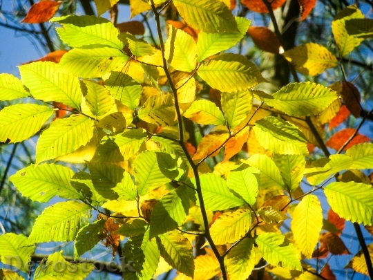 Devostock Beech Tree Leaves Green