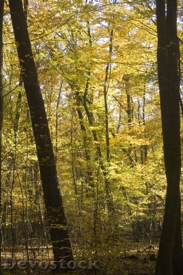 Devostock Beech Wood Golden October