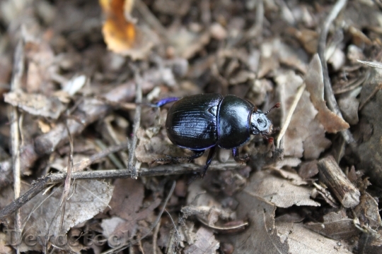 Devostock Beetle Stag Beetle Forest