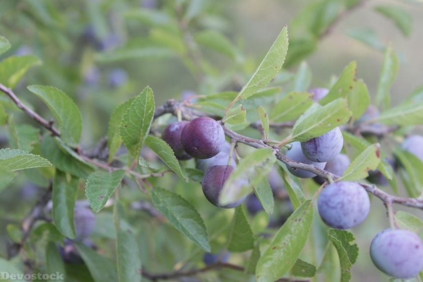 Devostock Berries Blackthorn Blue Blueberries