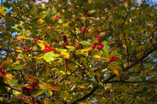 Devostock Berries Fruits Red Tree