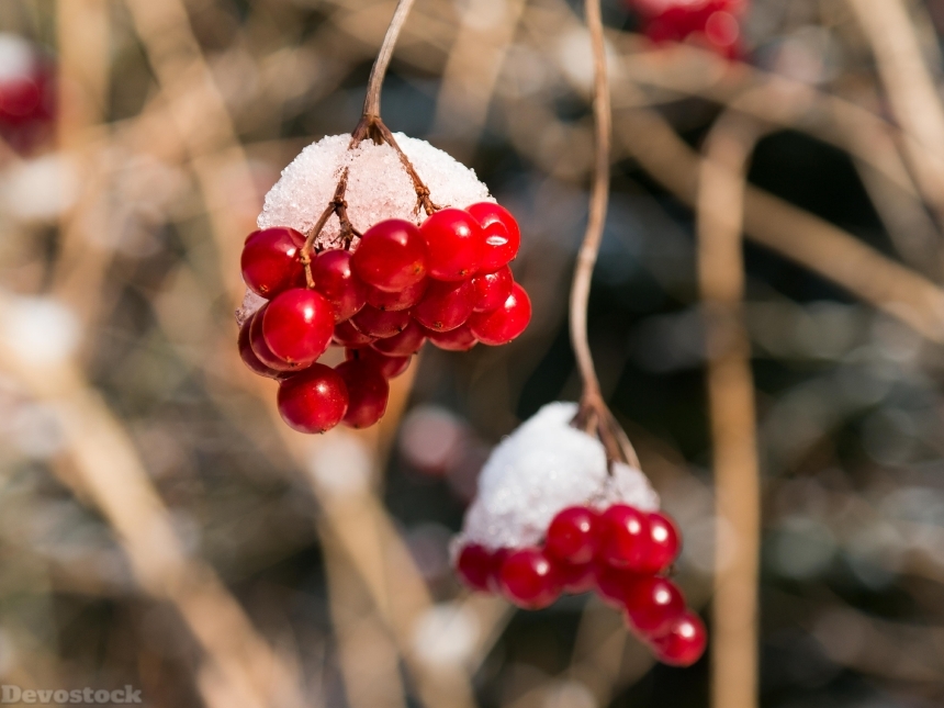 Devostock Berries Red Winter Snow