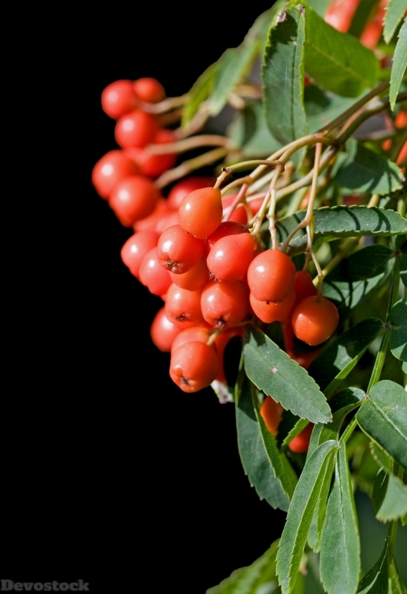 Devostock Berry Berries Red Macro