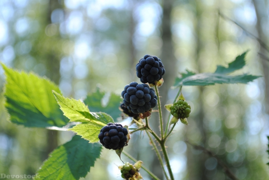 Devostock Berry Blackberry Forest Leaves
