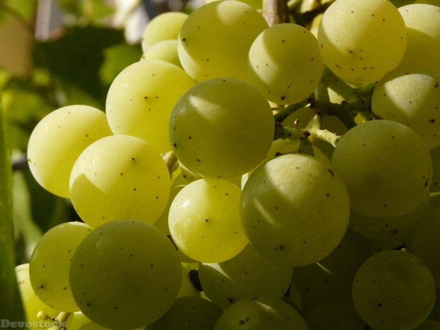 Devostock Berry Cluster Wine Grapevine 0