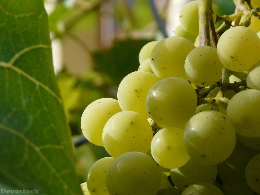 Devostock Berry Cluster Wine Grapevine