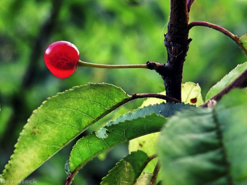 Devostock Berry Leaf Bush Red