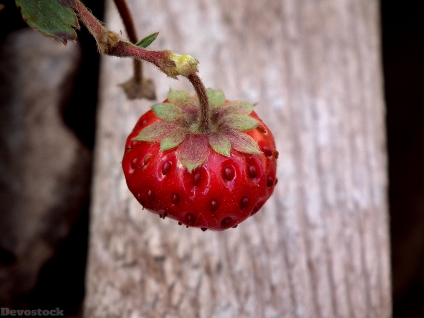 Devostock Berry Strawberry Red 261007