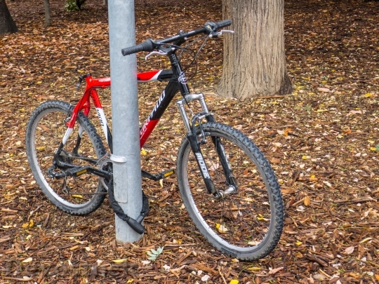 Devostock Bicycle Tree Bike Old