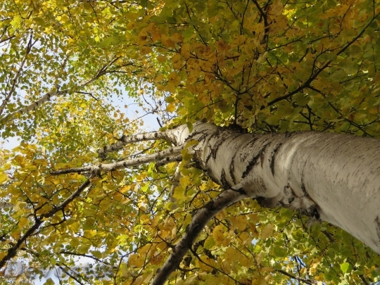 Devostock Birch Autumn Leaves Tree