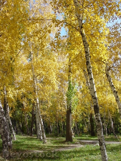 Devostock Birch Autumn Park Trees
