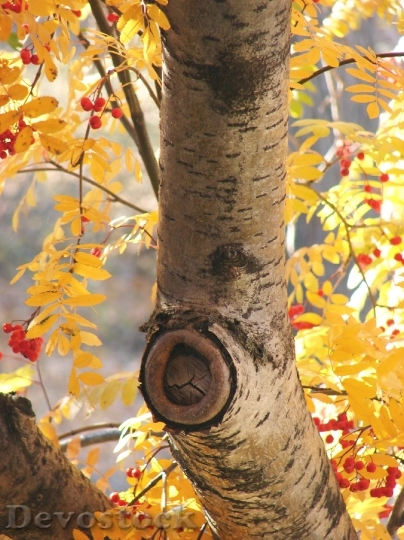 Devostock Birch Autumn Tree Season