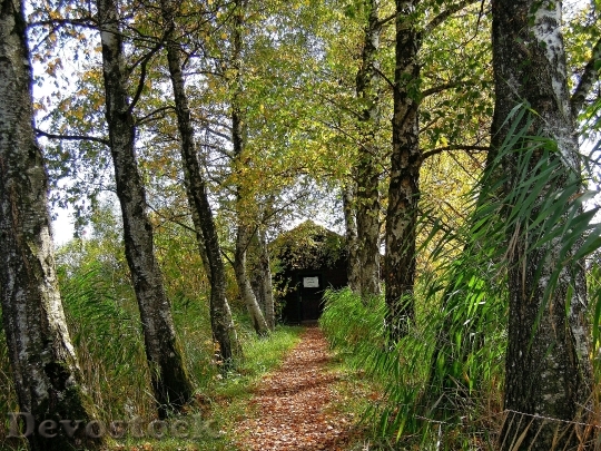 Devostock Birch Away Hut Autumn