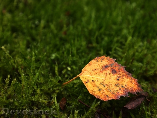 Devostock Birch Leaf Leaf Meadow