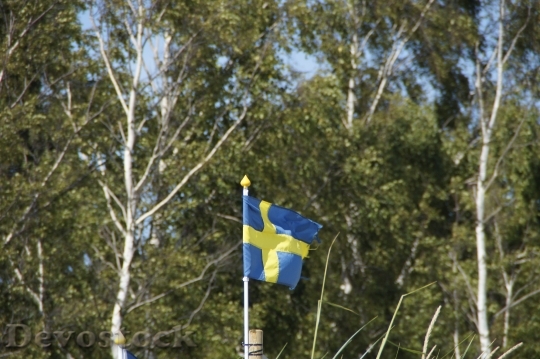 Devostock Birch Sweden Flag Swedish