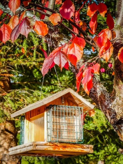 Devostock Bird House Autumn Fall