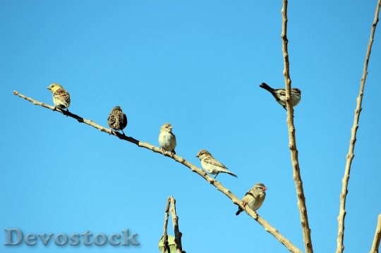 Devostock Birds Branch Sky Morning